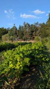 Treated wastewaterreuse in a Market garden at the GEORGIA pilot site in Austria